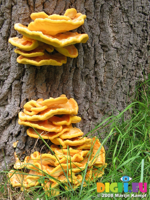 28110 Big Yellow Mushrooms on Tree - Sulfur Shelf (Laetiporus sulphureus)